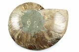 Cut & Polished Ammonite Fossil (Half) - Madagascar #364931-1